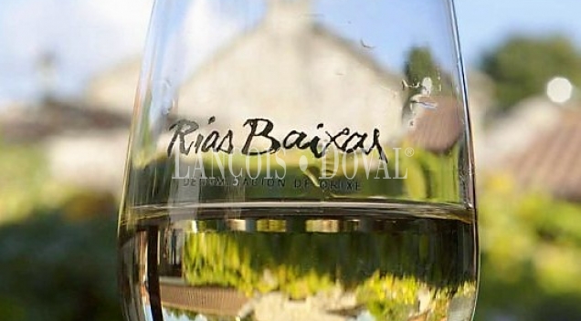 Rías Baixas. Venta bodega y viñedos ecológicos variedad Albariño.