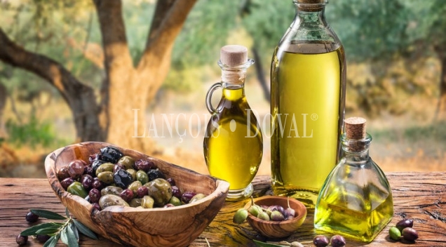 Córdoba. Venta finca olivar y almazara con producción aceite ecológico