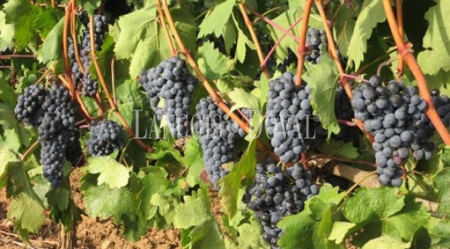 Granada. Bodega y viñedos en venta. La Alpujarra.