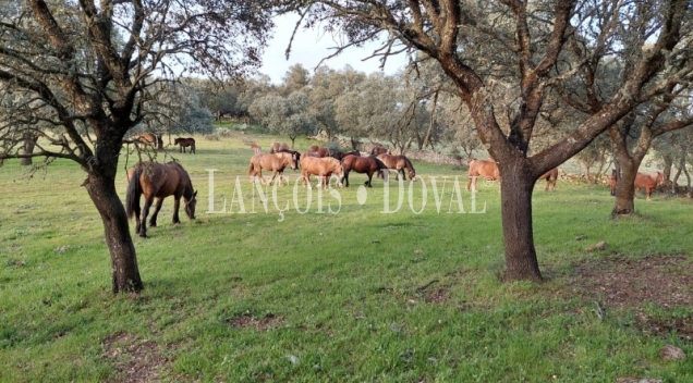 Toledo. Gran finca ecuestre en venta. 1.500 ha. Coto de caza mayor y menor