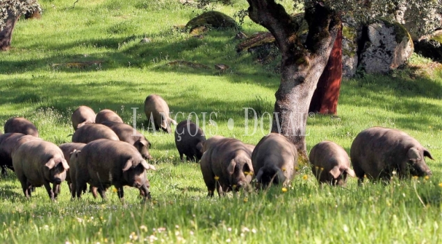 Jabugo. Fabrica de jamones y embutidos ibéricos en venta. Sierra de Huelva.