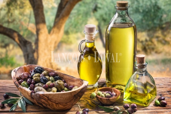Córdoba. Venta finca olivar y almazara con producción aceite ecológico