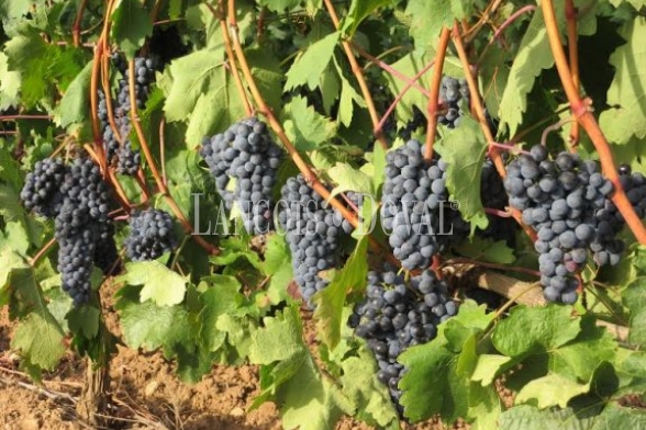 Granada. Bodega y viñedos en venta. La Alpujarra.