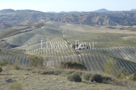 Granada. Olivar y coto de caza en venta