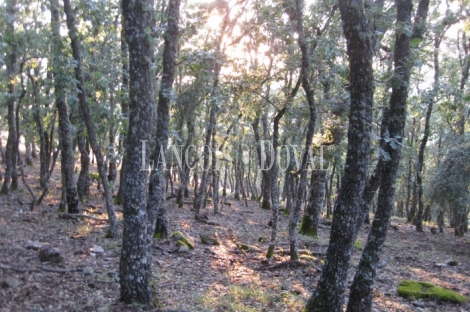 Garciaz. Cáceres. Dehesa coto de caza en venta