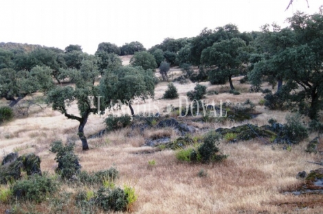 Garciaz. Cáceres. Dehesa coto de caza en venta