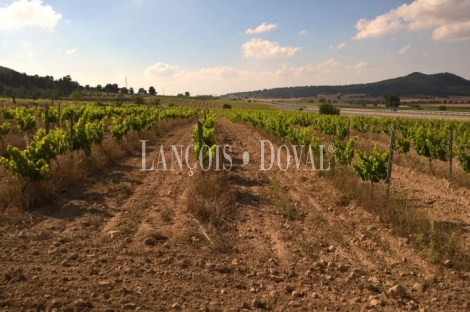 Almansa. Fincas y bodega ecológica en explotación. Viñedos, olivar y almendros.