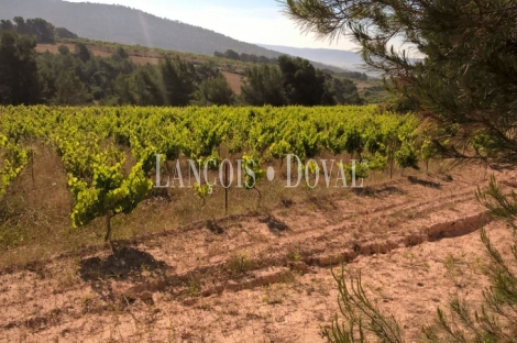 Almansa. Fincas y bodega ecológica en explotación. Viñedos, olivar y almendros.