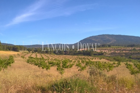 Almansa. Fincas y bodega ecológica en explotación. Viñedos, olivar y almendros.