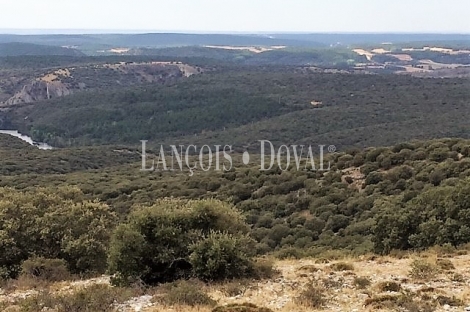 Soria. Finca y coto de caza en venta. Monte de encina.