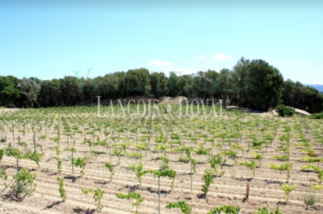 Baix Penedès. Masía y viñedos en venta.