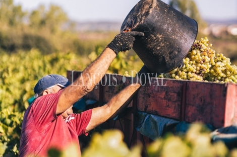 Penedès. Bodega para cava y viñedos en venta. Ideal enoturismo.