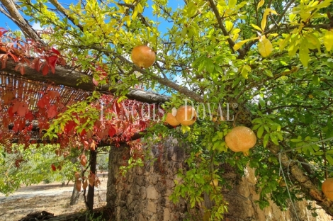 Jaén. Finca, viñedo y bodega en venta Alcalá la Real.