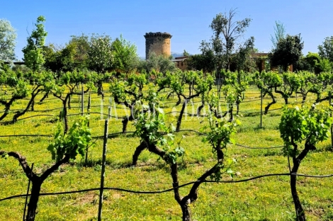 Jaén. Finca, viñedo y bodega en venta Alcalá la Real.