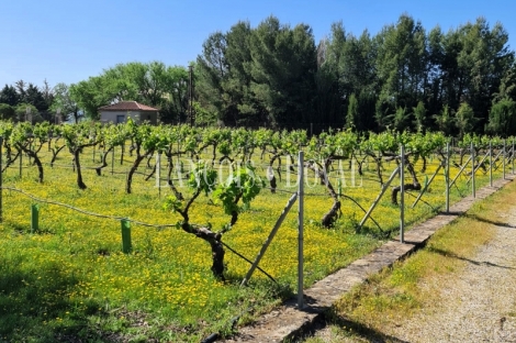 Jaén. Finca, viñedo y bodega en venta Alcalá la Real.