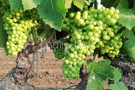 Alt Penedès. Casa señorial histórica en venta a reformar. Santa Margarida i els Monjos.