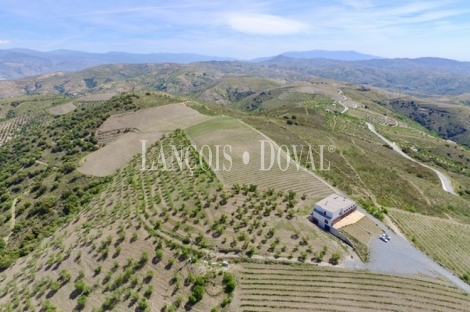 Granada. Bodega y viñedos en venta. La Alpujarra.