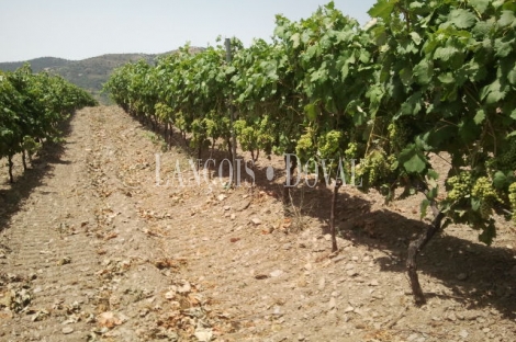 Granada. Bodega y viñedos en venta. La Alpujarra.