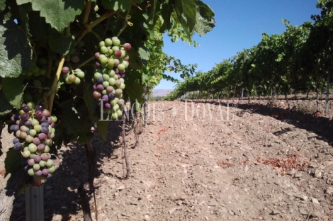 Granada. Bodega y viñedos en venta. La Alpujarra.