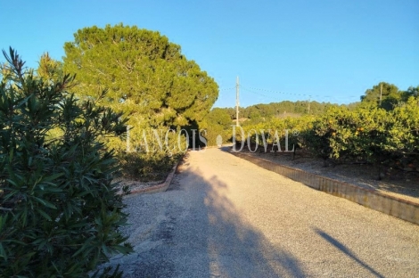 Tortosa. Campedró. Venta Finca olivar y cítricos con casa