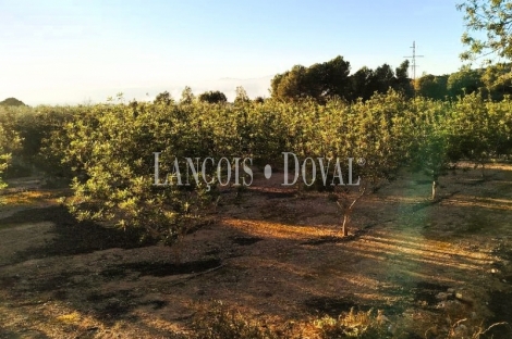 Tortosa. Campedró. Venta Finca olivar y cítricos con casa