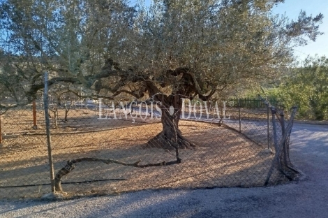 Tortosa. Campredó. Venta Finca con casa,  olivar, cítricos y bosque para caza menor