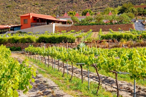 Tenerife. Finca vinícola en venta con bodega y restaurante. Ideal eventos.