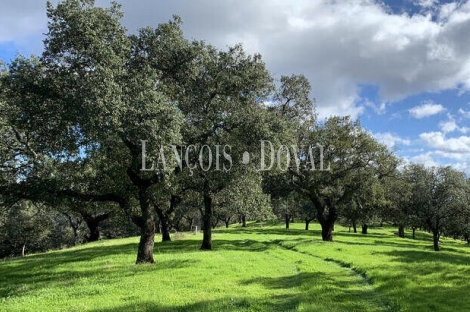 Extremadura. Gran Finca ganadera y coto de caza en venta.