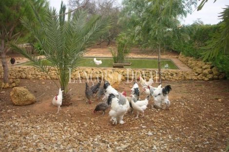 Aznalcázar. Sevilla Finca en venta.