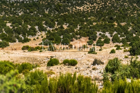 Gran coto de caza en venta. Albacete. Yeste. Finca agrícola y ganadera