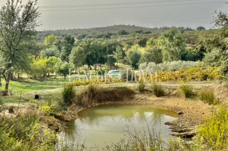 Badajoz. Finca olivar y viñedo en venta. La Codosera, Ideal casa rural