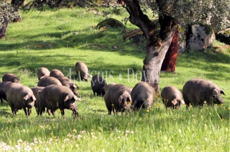 Jabugo. Fabrica de jamones y embutidos ibéricos en venta. Sierra de Huelva.