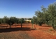 Finca de recreo olivar y cultivo en venta. Ciudad Real.