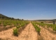 Almansa. Fincas y bodega ecológica en explotación. Viñedos, olivar y almendros.