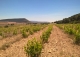 Almansa. Fincas y bodega ecológica en explotación. Viñedos, olivar y almendros.