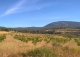 Almansa. Fincas y bodega ecológica en explotación. Viñedos, olivar y almendros.