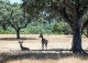 Cáceres. Venta finca ganadera, agroturismo y coto de caza.