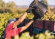 Penedès. Bodega para cava y viñedos en venta. Ideal enoturismo.