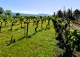 Jaén. Finca, viñedo y bodega en venta Alcalá la Real.