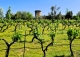 Jaén. Finca, viñedo y bodega en venta Alcalá la Real.