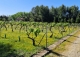 Jaén. Finca, viñedo y bodega en venta Alcalá la Real.