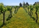 Jaén. Finca, viñedo y bodega en venta Alcalá la Real.