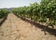 Granada. Bodega y viñedos en venta. La Alpujarra.