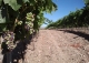 Granada. Bodega y viñedos en venta. La Alpujarra.