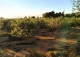 Tortosa. Campredó. Venta Finca con casa,  olivar, cítricos y bosque para caza menor