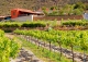 Tenerife. Finca vinícola en venta con bodega y restaurante. Ideal eventos.