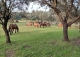 Toledo. Gran finca ecuestre en venta. 1.500 ha. Coto de caza mayor y menor