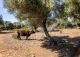 Mallorca. Gran finca en venta. Antigua Possessió, Artà