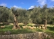 Mallorca. Possessio mallorquina en venta. Proyecto para agroturismo. Campanet, 