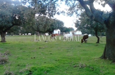 Vecinos. Salamanca. Finca rústica y ganadera en venta.